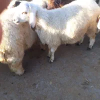 گوسفند زنده میدان شهرک امام