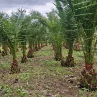 نخل فونیکس|خدمات باغبانی و درختکاری|رشت, بیجارپس|دیوار