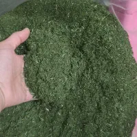 فروش شوید خشک