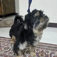 سگ شیتزو فلت