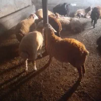 بره نر|حیوانات مزرعه|قشلاق دشت, |دیوار