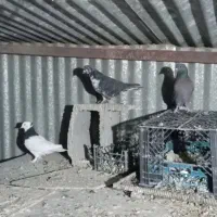 کبوتر|پرنده|اصفهان, جلالیه|دیوار