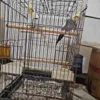 عروس هلندی سخنگو