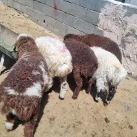 بره نر سبک