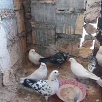 کبوتر فروشی|پرنده|شاهرود, |دیوار