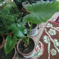 گل چهار عدد|گل و گیاه طبیعی|باسمنج, |دیوار