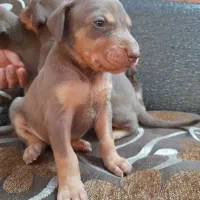 دوبرمن اصیل|سگ|مشهد, دانشجو|دیوار