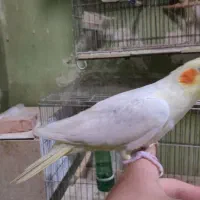 عروس هلندی و کوتوله برزیلی