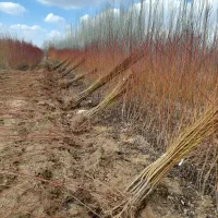 نهالستان آذرنهال|گل و گیاه طبیعی|میاندوآب, |دیوار