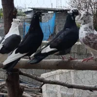 دو عدد زاغ شاپر سفیدنرو ماده