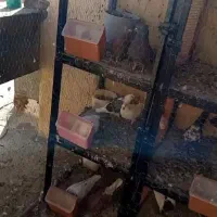 قفس جفت کن کفتر