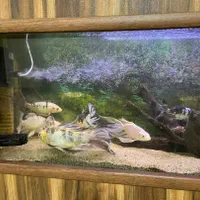 فروش ماهیهای کوی|ماهی|رشت, سیا اسطلخ|دیوار