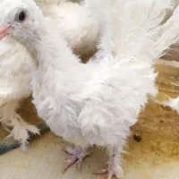 کبوتر تزیینی