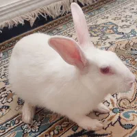 خرگوش سفید
