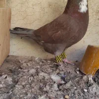 ریش نر|پرنده|بم, |دیوار