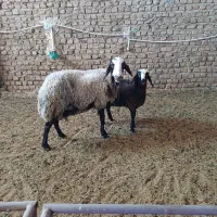 میش.بره.گوسفند.بز