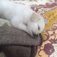 سگ شیتزو تریر پشمالو اصل|سگ|رشت, پاستوریزه|دیوار