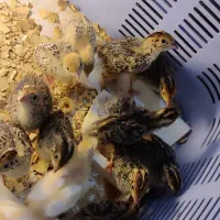 جوجه بلدرچین|حیوانات مزرعه|آزادشهر, |دیوار