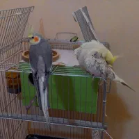 عروس هلندی جفت دستی باهمه وسایل