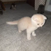 گربه|گربه|گلبهار, شهر جدید گلبهار|دیوار