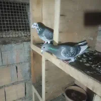 کبوتر مسافتی رنگی تکپر گرفتنی معاوضه|پرنده|گنبد کاووس, |دیوار