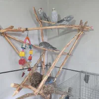 مرغ عشق|پرنده|هریس, |دیوار