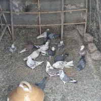 کفتر گنجه برو|پرنده|آبگرم, |دیوار