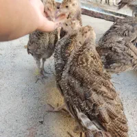 فروش جوجه بوقلمون سه ماهه