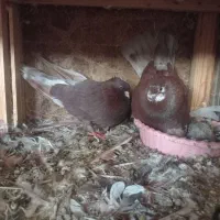 سرخ کاکل|پرنده|قائمشهر, |دیوار