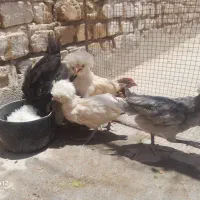 جوجه سلطان