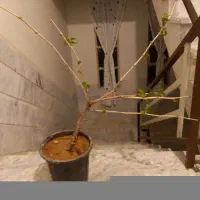 تعدادی موی انگور در گلدان
