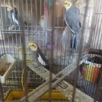 فروش عروس هلندی