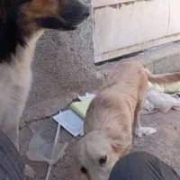 دیروز در محدوده رباط کریم گم شده|حیوانات|تهران, یافت آباد شمالی|دیوار