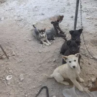 توله سگ های هاسکی