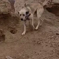 واگذاری توله سرابی سروکله دار|سگ|ساوه, |دیوار