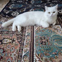 گربه|گربه|بوشهر, |دیوار