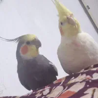 یک جفت عروس هلندی کامل دستی آرام ومولد