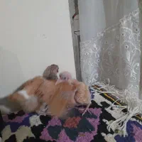 یه جفت جوجه|حیوانات مزرعه|زنجان, |دیوار