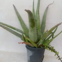 20 گلدان الوورا پاجوش دار