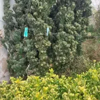 کاکتوس صخره ای کم نظیر در ایران