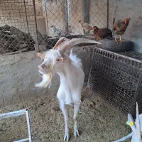 چپش سانن یک