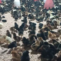 جوجه مرغ بومی کاکل ،۱0روزه
