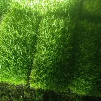 نشا،توم هاشمی