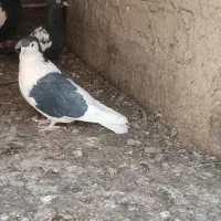 پرنده|پرنده|کرباسک, |دیوار