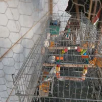 فروش ۲ جفت مرغ عشق