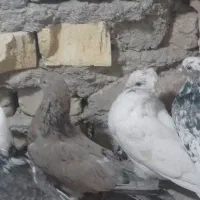 کبوتر