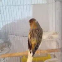 سهره نر بخون خوش رنگ