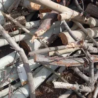 درخت و چوب شما را با بالاترین قیمت نقدی خریداریم|خدمات باغبانی و درختکاری|مشهد, کلاهدوز|دیوار