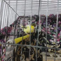 قناری گلاستر