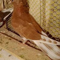 یک جوجه گرگی گرفتنی